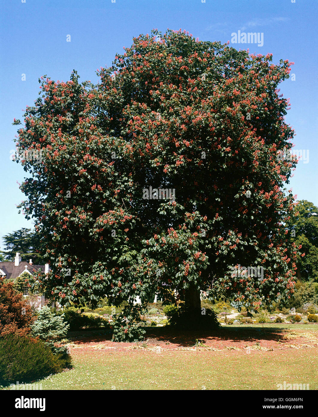 Aesculus x carnea - `Briotii' AGM   TRS002520 Stock Photo